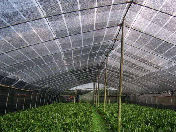 Elevate Your Horticulture with Premium Shade Cloth